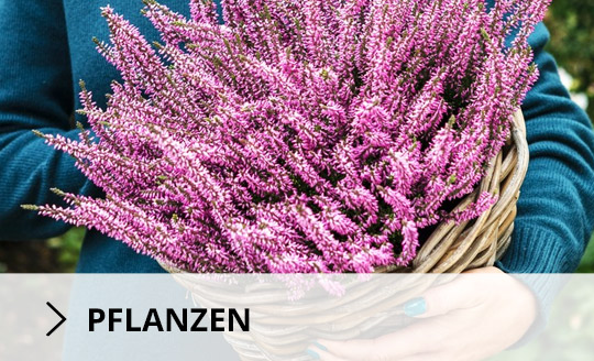 pflanzen
