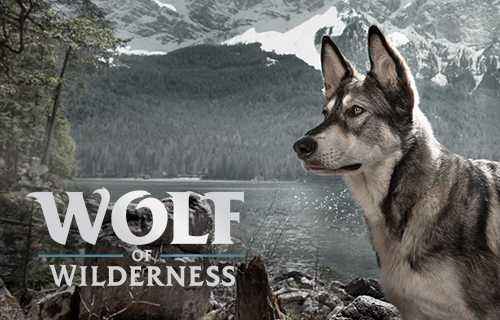 Wolf of Wilderness