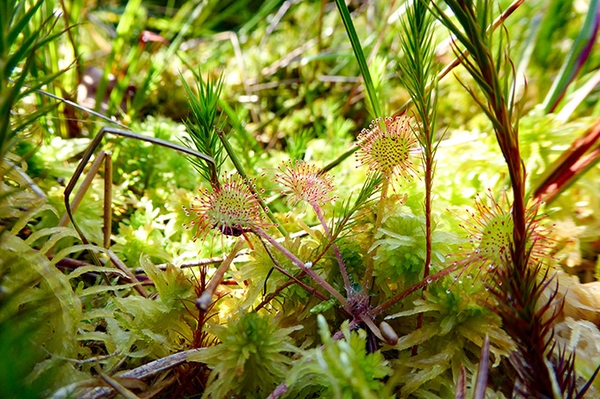 Moortagung in Großdittmannsdorf Moorschutz ist Klimaschutz