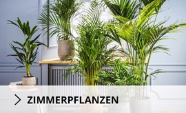 Zimmerpflanzen
