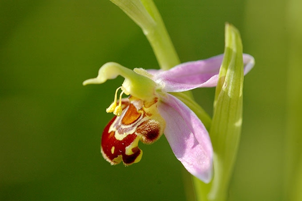 Was blüht denn da? Seltene Orchideenart in Grünhaus entdeckt