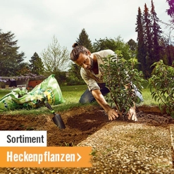 Heckenpflanzen im HORNBACH Onlineshop