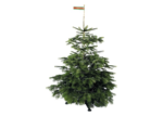 Christbaum Nordmanntanne H 130-230 cm, geschlagen aus nachhaltigem Anbau