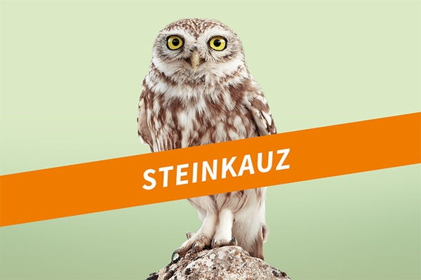 Der Steinkauz Eigensinnige Eule