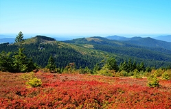 Bayerischer Wald