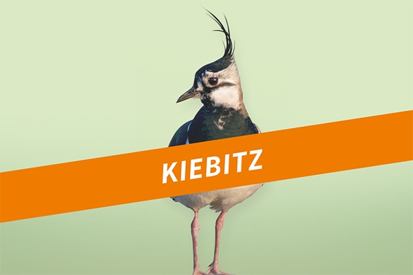 Der Kiebitz Bedrohter Bodenbrüter