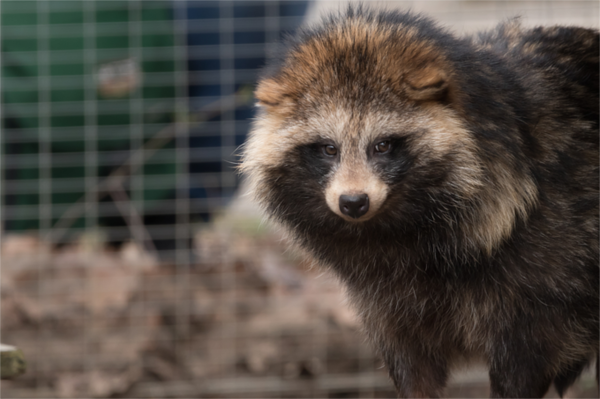 Wildtierhandel: Ein Rezept für Pandemien Steigende Gefahr durch zunehmende Mensch-Wildtier-Kontakte