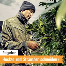 Ratgeber: Hecken und Sträucher schneiden