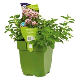 Oregano FloraSelf Origanum vulgare 'Compactum' H 5-20 cm Co 0,5 L (6 Stk.)