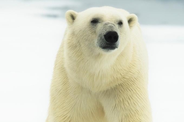 Stoppt den Abschuss der Eisbären! Unterschreiben Sie unsere Eisbären-Petition