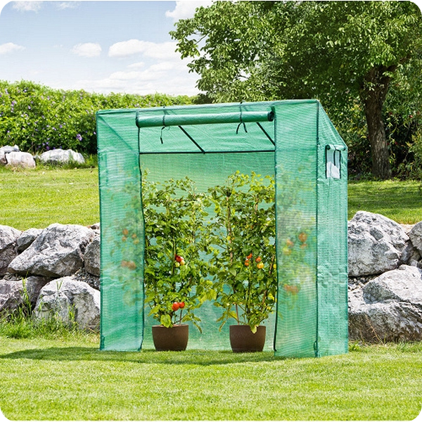 Grosses Tomatengewächshaus