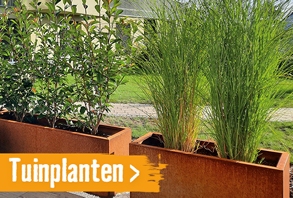 Tuinplanten | HORNBACH