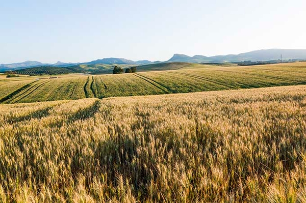 Der Weg zu Regenerativer Landwirtschaft in Deutschland Gesundheit von Böden und Pflanzen im Fokus