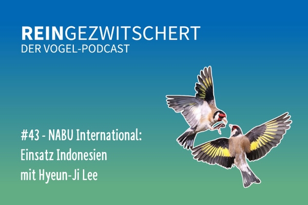 Reingezwitschert – der NABU-Vogelpodcast Tipps, Neuigkeiten und Kurioses für alle Vogelfans