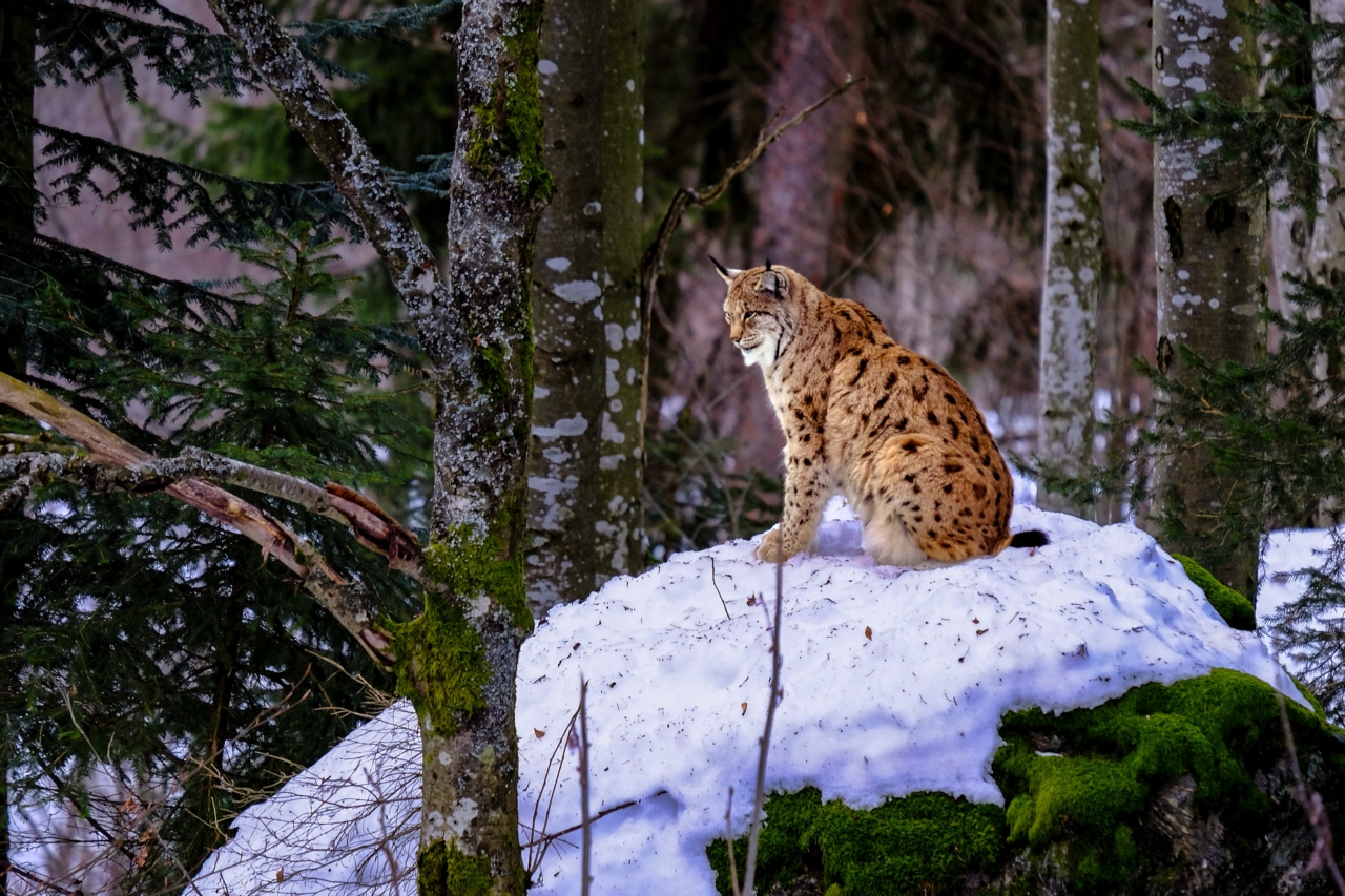 Luchs im Wald- Foto: NABU/Harald Watzinger