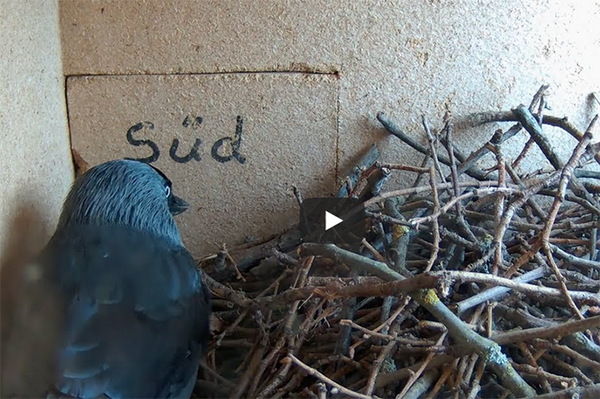 Dohlen-Webcam aus Dettingen Teck Den Vögeln live ins Nest schauen