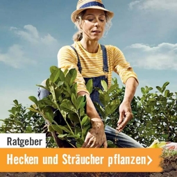 Ratgeber Hecken und Sträucher pflanzen