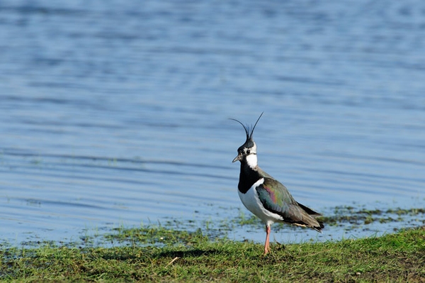 Kiebitzfest am 21. April 2024 NABU lockt Vogelfans in die Wedeler Marsch