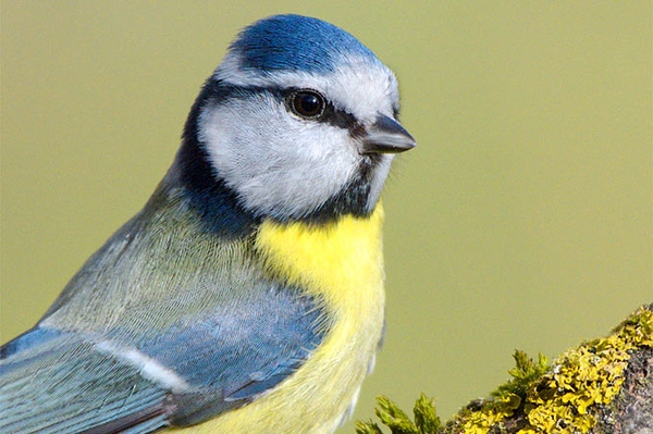 Kohlmeise in Hamburg an der Spitze Ergebnisse der Gartenvogelzählung 2020