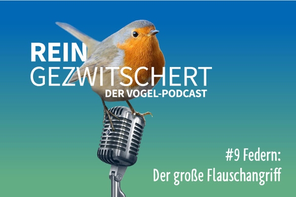 Reingezwitschert – der NABU-Vogelpodcast Neunte Folge - Federn: Der große Flauschangriff