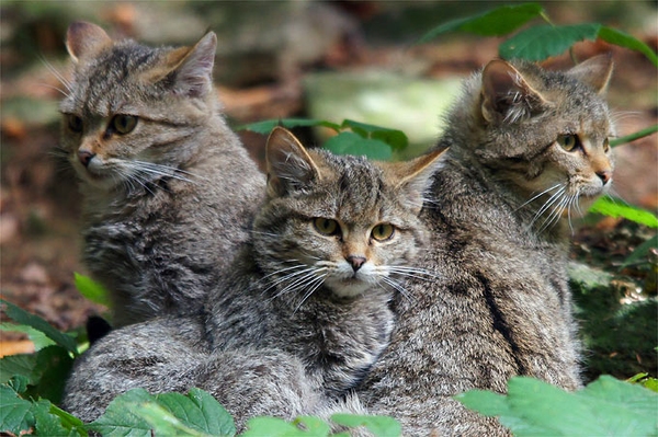 Wildkatzen im Wald lassen! Für Notfälle bei Wildkatzen brauchte es behördliche Strukturen