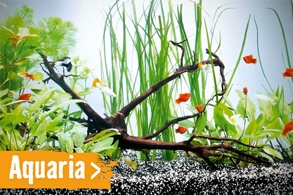 aquaria | HORNBACH