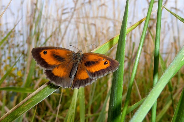 Tagfalter in Grünhaus Es war 2024 wieder bunt im Naturparadies