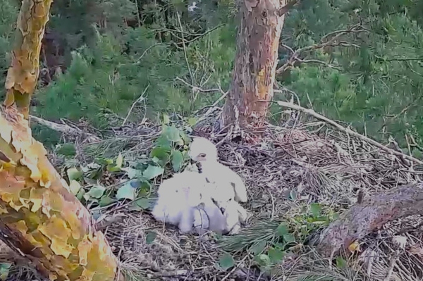 Kaiseradler-Webcam So leben die seltenen Greifvögel an der Wolga