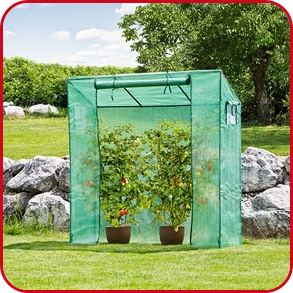 Grosses Tomatengewächshaus