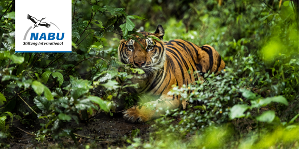 Tiger im Regenwald - Foto: Adobe Stock / sittitap