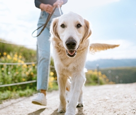 Alles für Ihren Hund