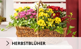 Herbstblüher