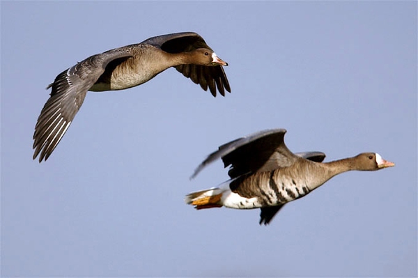 Wildgänse am Niederrhein Gänsesafari mit den Experten der NABU-Naturschutzstation