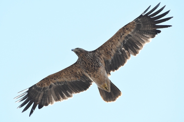 Kaiseradler-Webcam Wie leben die seltenen Greifvögel an der Wolga?