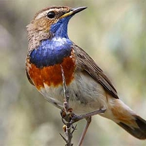 Balukehlchen - Foto: Frank Derer