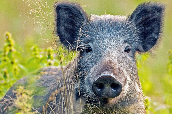 Natur und Klima in der Krise Die Sommerausgabe des NABU-Mitgliedermagazins