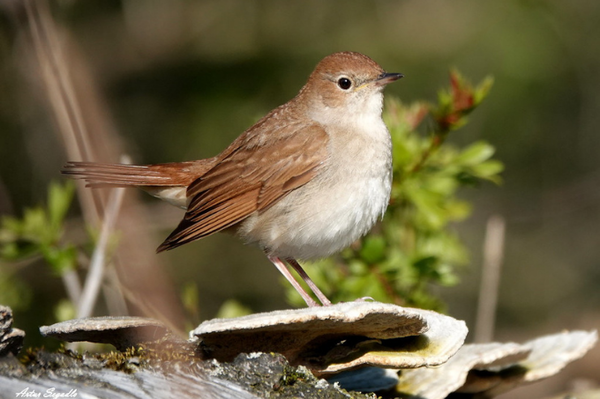 Die Nachtigall Der stimmgewaltige Vogel im Porträt