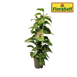 FLORASELF Drakenklimop Scindapsus Aureum Mosstam potmaat Ø 19 cm H 80-90 cm | HORNBACH