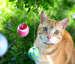 Ostern mit Hund und Katze