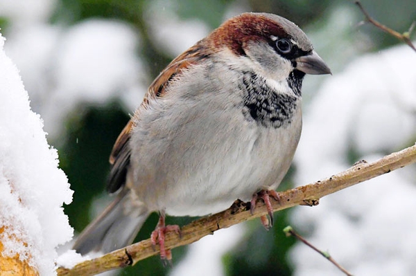  Ergebnisse der „Stunde der Wintervögel“ Über 14.000 Menschen in Baden-Württemberg machen mit
