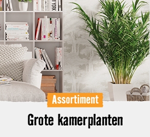 Grote kamerplanten | HORNBACH