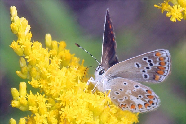 UN-Biodiversitätskonferenz COP16 Ende mit durchwachsener Bilanz
