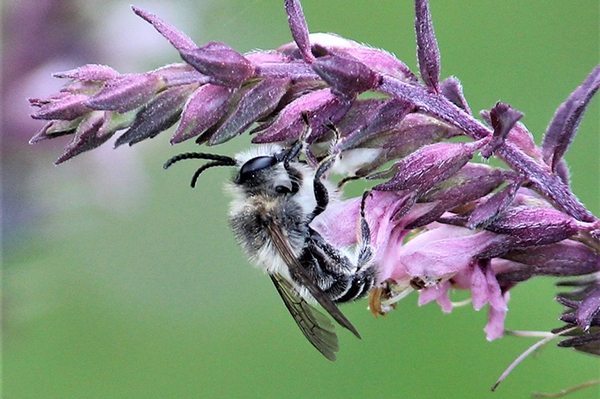 Verschollene Wildbienenart entdeckt Zahntrost-Sägehornbiene in der Leipzig-Schkeuditzer-Aue