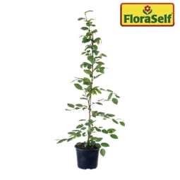 Heckenpflanze FloraSelf Hainbuche Carpinus betulus H 80-100 cm im 2,5 Liter Topf ab 20 Stück auf Palette