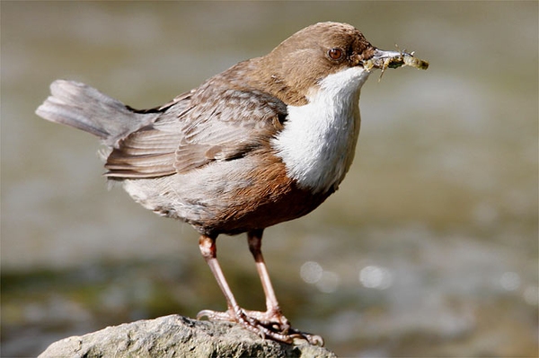 „Langer Tag der Natur“ 2025 Jetzt Veranstaltungen melden