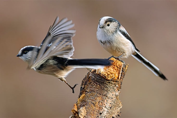 35 Wintervögel-Steckbriefe Von der Amsel bis zum Zaunkönig