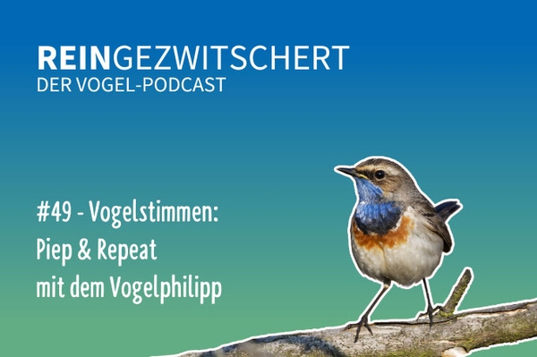 Reingezwitschert – der NABU-Vogelpodcast Tipps, Neuigkeiten und Kurioses für alle Vogelfans