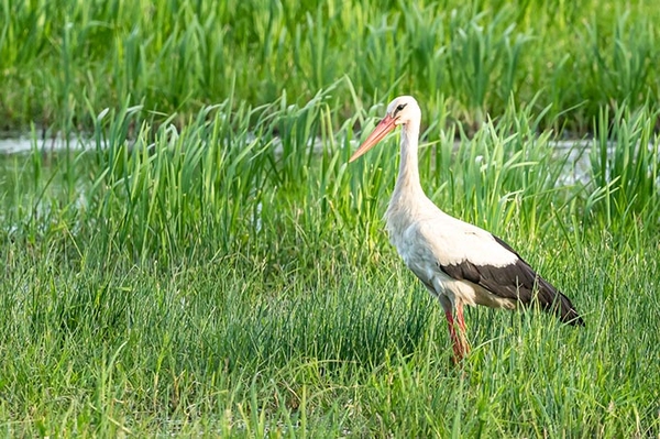 Wiesen für die Vogelwelt gerettet
NABU-Stiftung bewahrt rund 14 Hektar Wiesen bei Lapitz