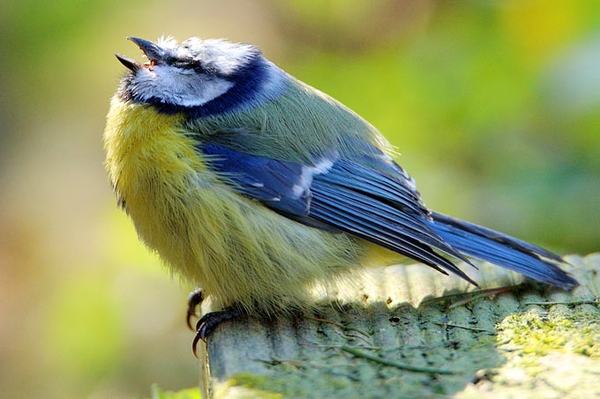 Untersuchungen bestätigen NABU-Verdacht Suttonella ornithocola verursacht Blaumeisensterben