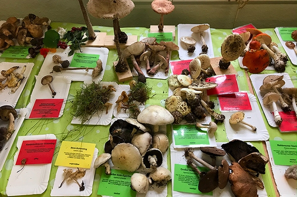 Traditionelle Pilzausstellung Beratung, Exkursion und Ausstellung mit Pilzberatern